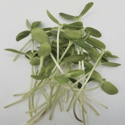 Sunflower Subscription